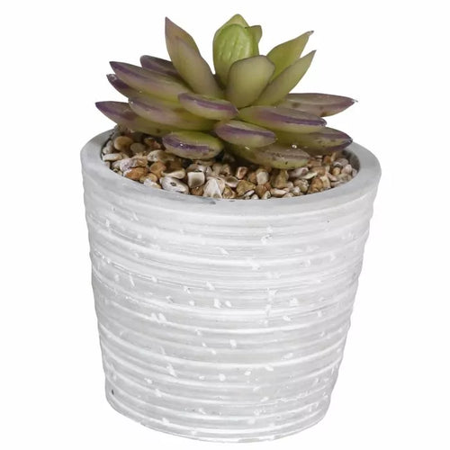 Alpine Succulent Flower Pot